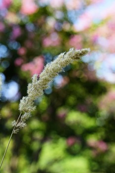 nature's true colors / amazing plant with background bokeh pink tree flowers