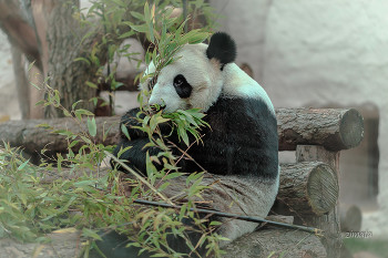 приятного аппетита / панда в зоопарке
