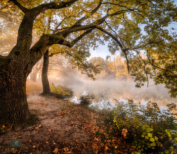 Солнечный остров / Осенняя природа в тумане
