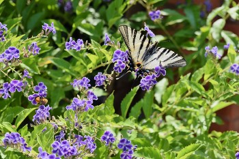 &nbsp; / butterfly Iphiclides Podalirio and Bumblebee on blue Duranta flowers