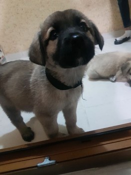  / dog
