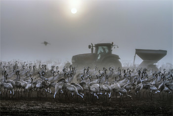 Кормление / Специальный трактор-кормушка, рассыпает сухие зерна кукурузы. Съедают эти зимующие журавли до 10 тонн корма в сутки! Недешево обходится нам наше гостеприимство