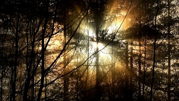 &nbsp; / Rays of sunlight piercing the misty morning woods