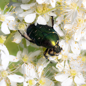 &nbsp; / Золотистая бронзовка (Cetonia aurata)