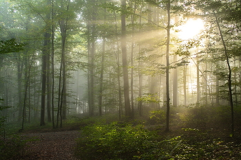 Солнце проснулось / Утренний лесной пейзаж .