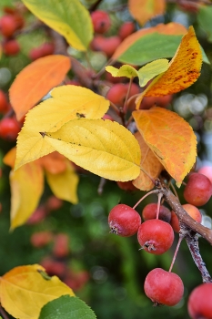 &nbsp; / fruits of small apples and autumn yellow leaves