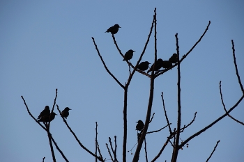 &nbsp; / silhouette of birds on bare branches of tree in winter