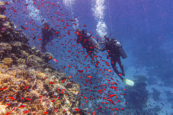 Фотосессия на рифах Красного моря. / Шарм эль Шейх. Египет.
