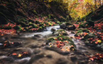 Сквозь листопад / Адыгея, горный ручей Мишоко.