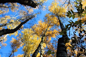 Осеннее бездонное небо / Осенью остро чувствуется вся красота нашей природы