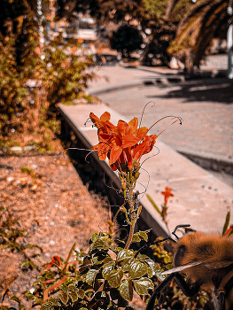  / Hi there,
Thanks for stopping by and checking my digital art. To start with a brief introduction about myself, I am a professional photographer & content creator. I am inspired by flowers, oceans, mountains and beautiful surroundings and concepts in general. All the recurring themes are meaningful because the energy that embraces each piece of digital art is vibrant. No mundane artwork!