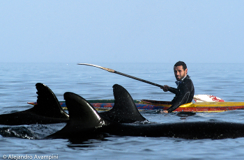 &nbsp; / Kayak among false killer whales in Peninsula Valdes Patagonia Argentina