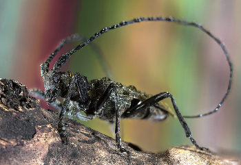 &nbsp; / Чёрный сосновый усач (Monochamus galloprovincialis)