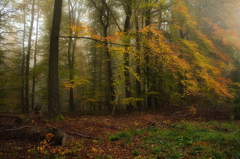 Просто осень .... / Осенний лесной пейзаж . Туманное утро .