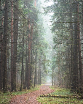 Foggy November day / Прогулка по туманному лесу в Ноябре