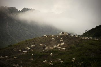Туманным утром / Кавказ, Абхазия