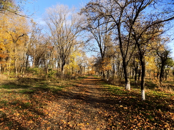 Золотые россыпи осень подарила / Парк усыпан листвой
