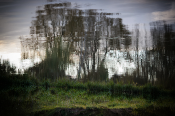 Отражение / В неподвижной, холодной воде реки отражались деревья вниз вершинами....