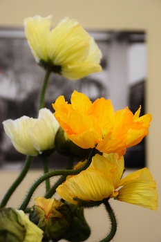 &nbsp; / Yellow poppies in vase composition