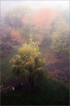 Утренний туман. / Природа и животные