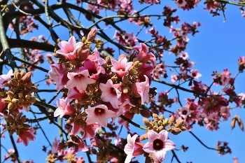 &nbsp; / branch with pink blossoms of a brachychiton tree