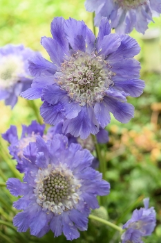 &nbsp; / two blue flowers of scabiosa of a plant in the garden