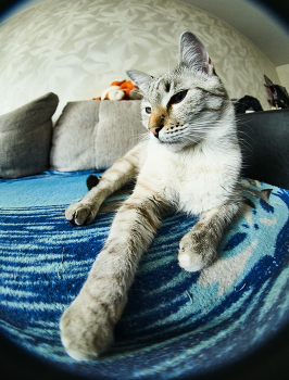 кот / кот