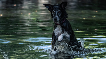 &nbsp; / Juego del canino en el agua