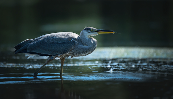 Great blue heron (juvenile) / Большая голубая цапля - самая большая цапля в Северной Америке, ее высота около метра. У этой птицы серовато-синие перья на теле, белая голова с черной полосой по бокам, длинная шея и длинные ноги. У этого есть длинный, желто-оранжевый клюв и более яркие перья во время брачного периода.
===
The great blue heron is a large wading bird in the heron family Ardeidae, common near the shores of open water and in wetlands over most of North America and Central America, as well as the Caribbean and the Galápagos Islands. It is a rare vagrant to coastal Spain, the Azores, and areas of far southern Europe.