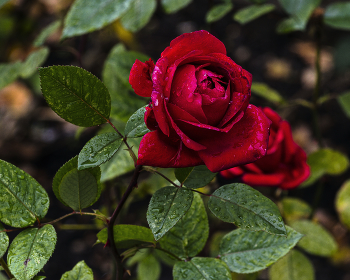 Розы / Ноябрь,розы после дождя