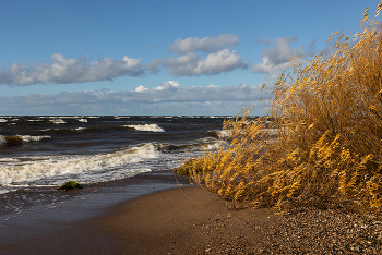 Золото пляжа / Балтика