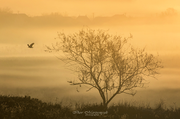 Ворон и осень / The raven flies against the backdrop of a foggy distance near the beautiful morning sun.