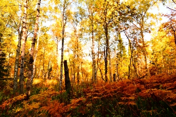 В осеннем лесу. / Башкирия. Осень. Лес у подножья Инзерских зубчаток.
