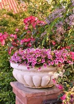 &nbsp; / pot of geraniums on a column in the garden