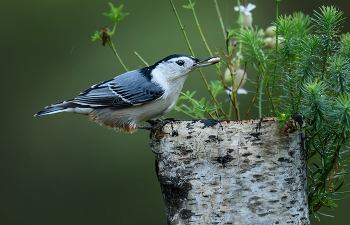 White-breasted Nuthatch / Каролинский поползень (лат. Sitta carolinensis) — небольшая североамериканская певчая птица из семейства поползневых.
В поисках корма ловко передвигается по стволам и ветвям деревьев.
========
The white-breasted nuthatch is a small songbird of the nuthatch family common across much of temperate North America. It is stocky, with a large head, short tail, powerful bill, and strong feet. It has a black cap, white face, chest, and flanks, blue-gray upperparts, and a chestnut lower belly