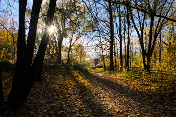 Осенними тропами 4 / Лесопарк Юрьева горка, Витебск.