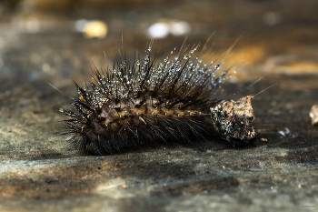 &nbsp; / Медведица Крапивная (Spilosoma urticae Esp.). Гусеница