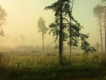 На рассвете / Сосны в утреннем тумане