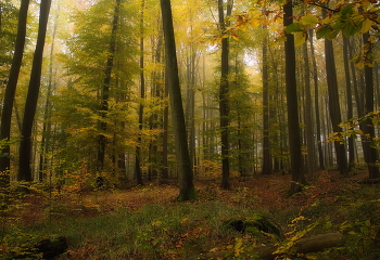 Осенний пейзаж / Утро в осеннем лесу .