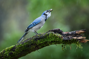 Blue Jay / Голубые сойки известны своим интеллектом и сложными социальными системами с крепкими семейными узами. Их пристрастие к желудям приписывают помощь в распространении дубов после последнего ледникового периода.
==========
Blue Jays are known for their intelligence and complex social systems with tight family bonds. Their fondness for acorns is credited with helping spread oak trees after the last glacial period.