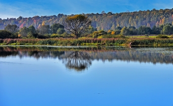 Нежное утро на озере Тишь. / Тишь озеро является самым большим пойменным озером на территории Калужской области. Площадь водоема составляет 32 гектара с длиной примерно в три километра. Данный водоем является старицей реки Ока.