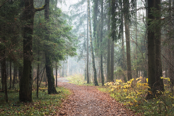 Туманы в Ноябре / Подмосковье не балует густыми туманами, обычно это Ноябрь. Иногда удается захватить не полностью опавший лес.