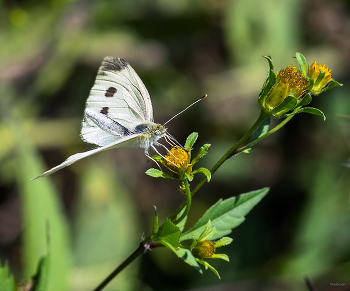  / Капустница, или Капустная белянка (Pieris brassicae)