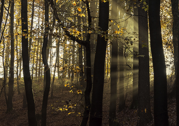 Осенние стрелы. / Осень,лучи солнца,лес,октябрь .