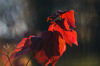 Красные листья Октября / Вечер в парке