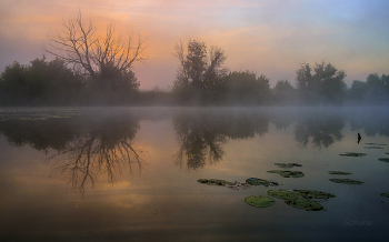 Туман на озере. / Озеро Студёное, летний рассвет.