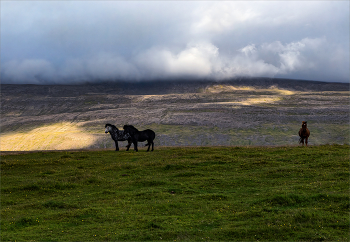 Рожденные на свободе / Спускающийся с гор туман гнал лошадей в низину. Заметив нас они резко остановились и стали принюхиваться, даже слышно было как они фырчат.
