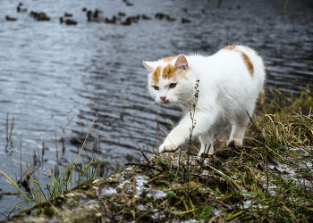 Кошка у воды / на берегу озера