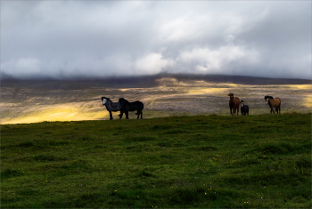 Рожденные на свободе (2) / ***