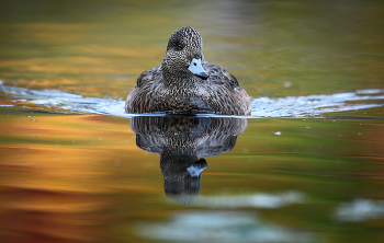 American Wigeon (female) / Американская свиязь (самка)
Американская свиязь (Anas americana) по строению и размерам очень похожа на обыкновенную свиязь, но легко отличима по некоторым особенностям окраски. Особенно обращает на себя внимание светлый, почти белый верх головы, ограниченный по бокам широкой темной зоной, проходящей через глаз, а также белая у самца и светлая у самки верхняя половина крыла. Это североамериканский вид, населяющий северо-западную и центральную части материка. Она гнездится везде, за исключением крайнего севера Канады и Аляски, а также Внутреннего Запада. На большей территории ареала американская свиязь - многочисленная птица, имеющая большое значение как объект спортивной охоты. Во время брачных игр самцы американской свиязи плавают вокруг самок с распушенными перьями головы и лопаток и, вздергивая резким движением голову вверх, издают свой громкий брачный свист.
==
The American wigeon, also known as the baldpate, is a species of dabbling duck found in North America. Formerly assigned to Anas, this species is classified with the other wigeons in the dabbling duck genus Mareca. It is the New World counterpart of the